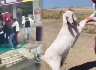 Barınaktan çalınan keçileri kasapta bulundu – Haber Güncel barnaktan-alnan-keileri-kasapta-bulundu-haber-gncel