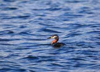 Finlandiya – Türkiye Maç Sonuçları ve Maç İstatistikleri Finlandiya - Türkiye Maç Sonuçları ve Maç İstatistikleri