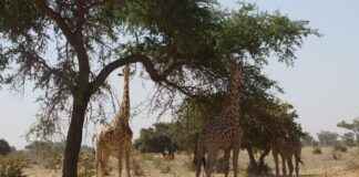 Güney Kore – Türkiye Maç Sonuçları ve Maç İstatistikleri Güney Kore - Türkiye Maç Sonuçları ve Maç İstatistikleri