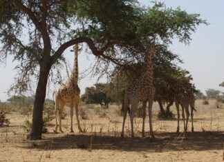 Güney Kore – Türkiye Maç Sonuçları ve Maç İstatistikleri Güney Kore - Türkiye Maç Sonuçları ve Maç İstatistikleri
