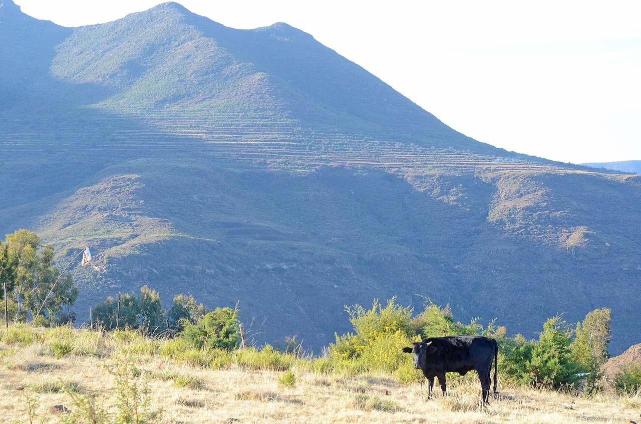 Lesotho ve Türkiye Arasındaki Maçların Tarihi