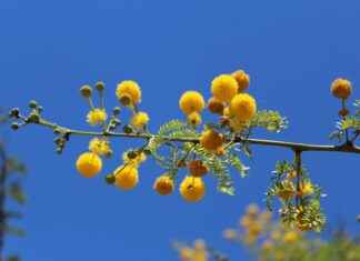 Tunus – Türkiye Maç Sonuçları ve Maç İstatistikleri Tunus - Türkiye Maç Sonuçları ve Maç İstatistikleri