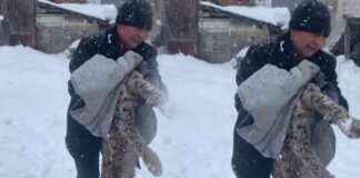 Vaşak köpek saldırısı köy haberleri – Sözcü Gazetesi vaak-kpek-saldrs-ky-haberleri-szc-gazetesi